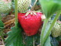 Garten Gartenpflege Erdbeeren waehrend und nach der Ernte pflegen