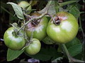 Garten Gartenpflege Regen laesst Tomaten faulen