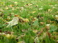 Gartenpflege Fruehjahrskur fuer Ihren Rasen