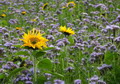 Gartenpflege Gruenduengung im Garten