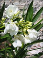 Gartenpflege Ueppige Blueten durch richtige Pflege