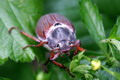 Gartenplanung und Gestaltung Gezaehmte Wildnis fuer den Garten