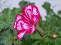 Geranien oder Pelargonien