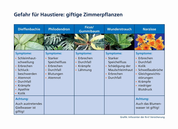 Tipps und Ideen Giftige Zimmerpflanzen