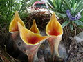 Garten Gartenpflege Amseljungen erst ausfliegen lassen (zum vergroessern klicken)