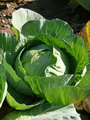 Garten Tipps Ideen Heilmittel Kohl Foto Schoenemann (zum vergroessern klicken)