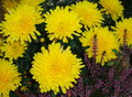 Garten im Herbst leuchtend gelbe Herbst Chrysanthemen (zum vergroessern klicken)