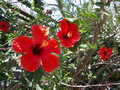 Garten Pflanzen Hibiskus