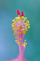 Garten Pflanzen Stempel und Pollen vom Hibiskus (zum vergroessern klicken)