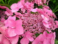 Garten Pflanzen Hortensie mit Spitzenhaeubchen (zum vergroessern klicken)