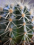 Gartenpflege sogar Kakteen moegen Hydrokultur Foto Antje Burkhardt (zum vergroessern klicken)