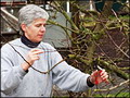 Garten Baeume Jetzt Obstbaeume schuetzen (zum vergroessern klicken)