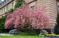 Garten Baeume Japanische Zierkirsche