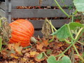 Garten Pflanzen Kuerbisse (zum vergroessern klicken)