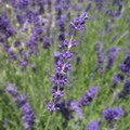 Garten Pflanzen Lavendel Der Duft des Suedens (zum vergroessern klicken)
