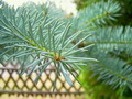 Garten Baeume Lebende Weihnachtsbaeume (Fotograf Verena N.) (zum vergroessern klicken)