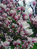 Garten Pflanzen Magnolie oder auch Tulpenbaum genannt