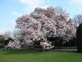 Garten Pflanzen eine riesige Magnolie (zum vergroessern klicken)