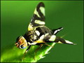 Garten Baeume Mit dieser Fliege ist nicht gut Kirschen essen