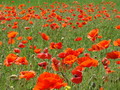 Garten Pflanzen Bluetenrausch des Mohns