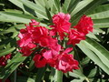 Garten Pflanzen Oleander, ole (zum vergroessern klicken)