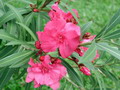 Garten Pflanzen Oleander (zum vergroessern klicken)