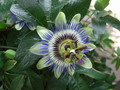 Garten Pflanzen Passionsblume exotische Kuebelpflanzen Fotograf Sybille Daden (zum vergroessern klicken)