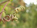 Garten Pflanzen Ranke einer Passionsblume Fotograf Margrit Stalder (zum vergroessern klicken)