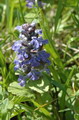 Garten Pflanzen Bodendecker griechender Guensel (zum vergroessern klicken)