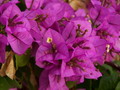 Garten Pflanzen Bougainvillea oder auch Drillingsblume genannt