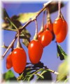 Garten Pflanzen Goji Beere