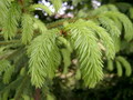 Garten Pflanzen Nadelgehoelze fuer unsere Gaerten (zum vergroessern klicken)