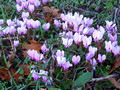 Garten Pflanzen im Garten wachsende Alpenveilchen Garten Pflanzen im Garten wachsende Alpenveilchen