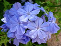 Garten Pflanzen Phlox Staude des Jahres 2006 (zum vergroessern klicken)