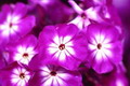 Garten Pflanzen Phlox ist auch als Flammenblume bekannt