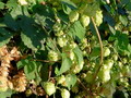 Garten Tipps und Ideen Hopfen (zum vergroessern klicken)