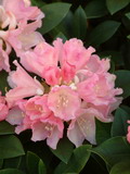 Garten Pflanzen Rhododendron auch im Topf ein Star