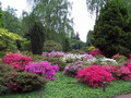 Garten Pflanzen Rhododendren ueberall (zum vergroessern klicken)