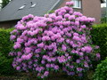 Garten Pflanzen Rhododendron