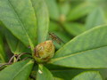 Garten Pflanzen braune Knospen abbrechen (zum vergroessern klicken)