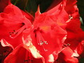 Garten Pflanzen leuchtend rote Rhododendronbluete (zum vergroessern klicken)