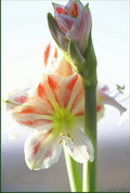 Garten Pflanzen Amaryllis oder auch Ritterstern genannt