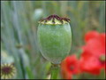 Garten im Sommer Samen sammeln