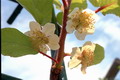 Garten Gartenpflege Schneiden von Kiwi und Wein