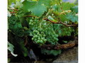 Garten Gartenpflege Weintrauben selber ernten ist der Muehe Lohn (zum vergroessern klicken)