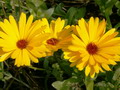 Garten Pflanzen Ringelblumen (zum vergroessern klicken) Garten Pflanzen Ringelblumen (zum vergroessern klicken)