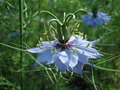 Garten Pflanzen Schnellstarter zum Aussaeen im Mai (zum vergroessern klicken)