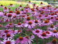 Garten im Herbst Das blueht uns im September (zum vergroessern klicken)