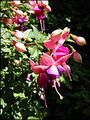 Garten im Sommer Kopf ab fuer Sommerblumen