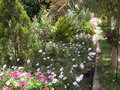 Garten im Herbst Stauden richtig pflanzen (zum vergroessern klicken)